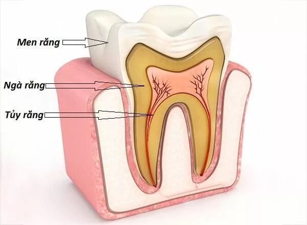 vị trí của tủy răng